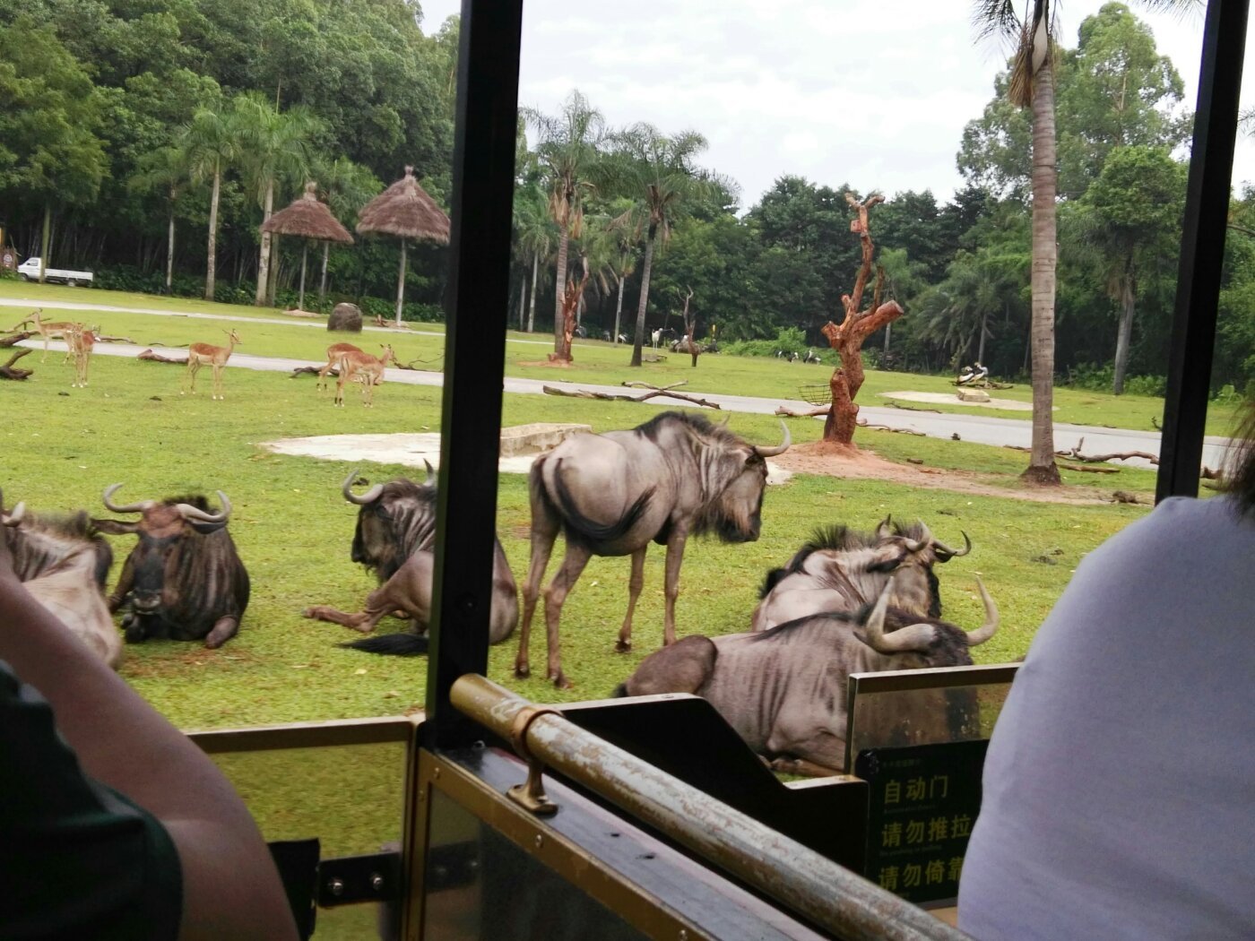 广州长隆野生动物世界旅游攻略,广州长隆野生动物王国攻略