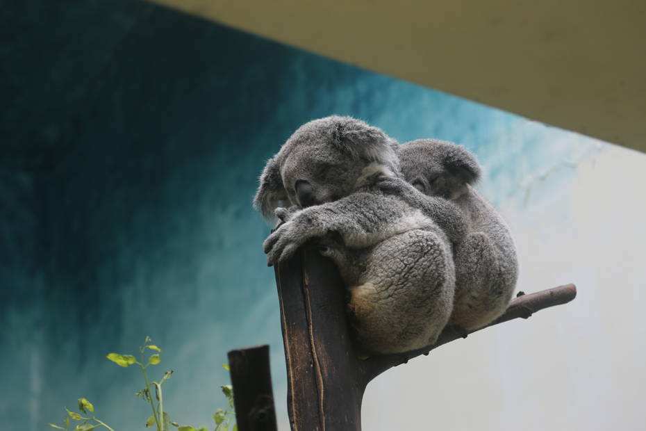广州长隆野生动物世界之行,广州长隆野生动物世界游玩攻略图