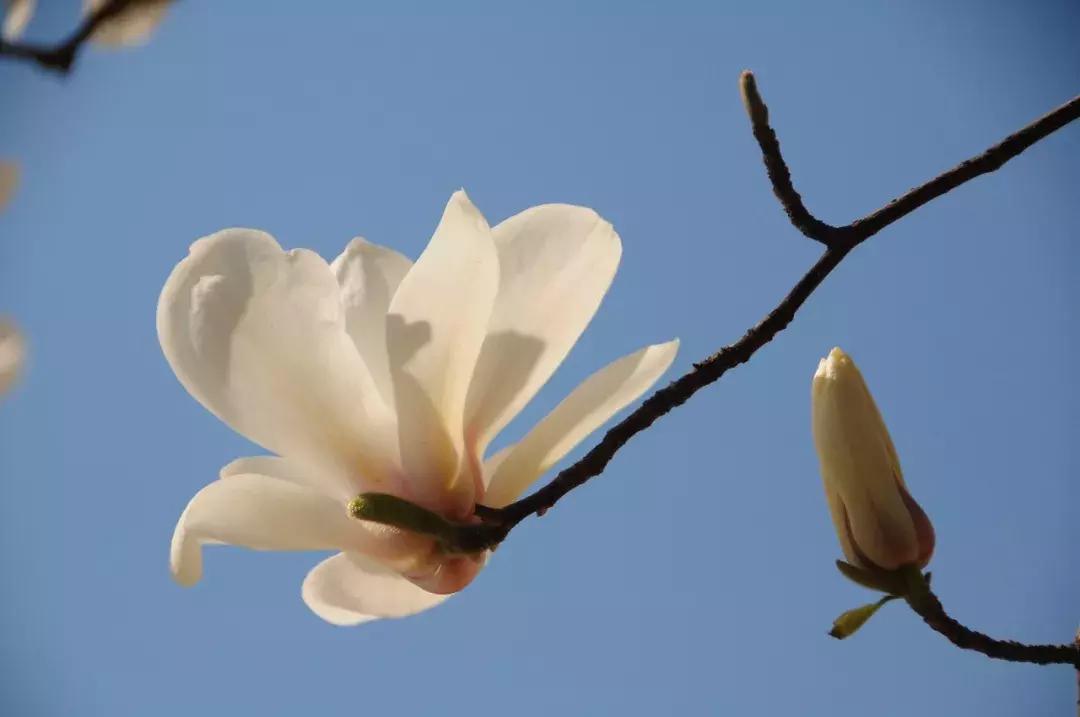 一篇文章告诉你,为什么要来北京念大学!除了清北曾是皇家园林,还有哪些更美的地方?