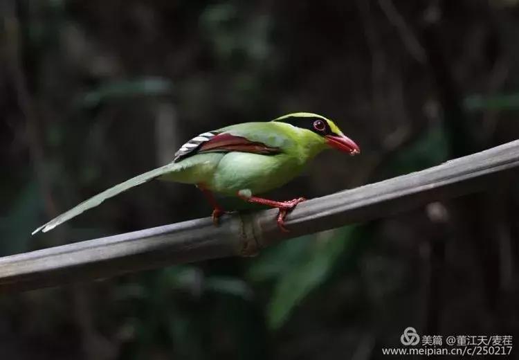 滇西拍鸟攻略,滇西观鸟的图片