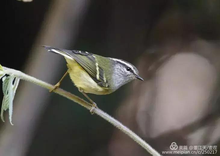 滇西拍鸟攻略,滇西观鸟的图片