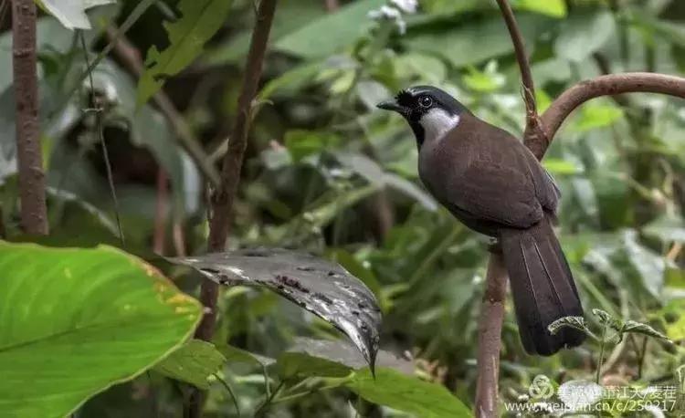 滇西拍鸟攻略,滇西观鸟的图片