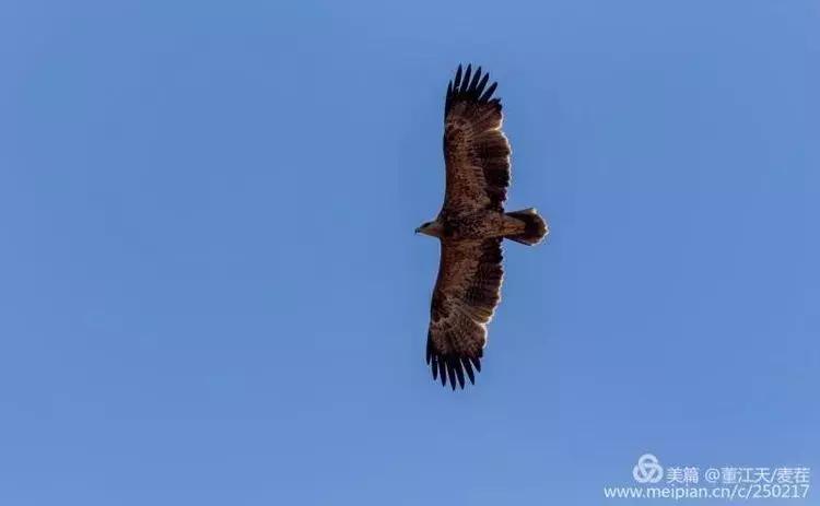 滇西拍鸟攻略,滇西观鸟的图片
