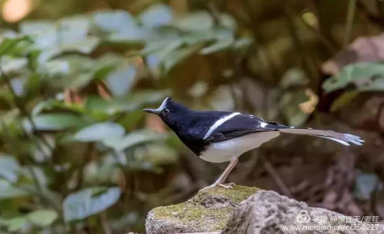 滇西拍鸟攻略,滇西观鸟的图片