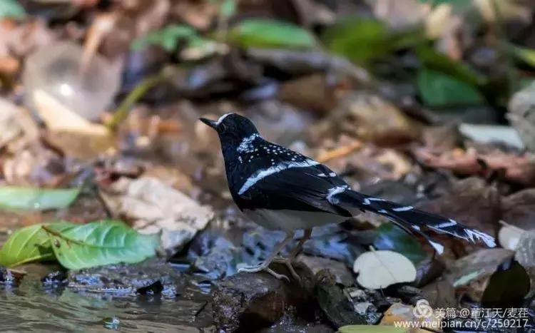 滇西拍鸟攻略,滇西观鸟的图片