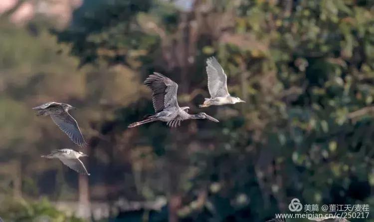 滇西拍鸟攻略,滇西观鸟的图片