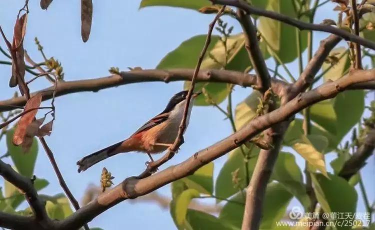 滇西拍鸟攻略,滇西观鸟的图片