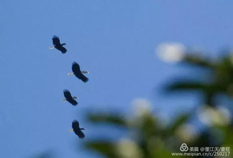 滇西拍鸟攻略,滇西观鸟的图片