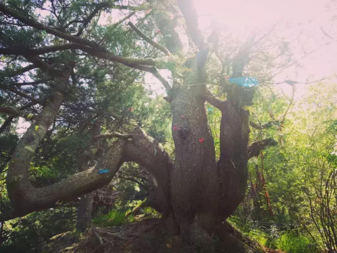 孟达天池与孟达自然保护区,西宁孟达天池旅游攻略