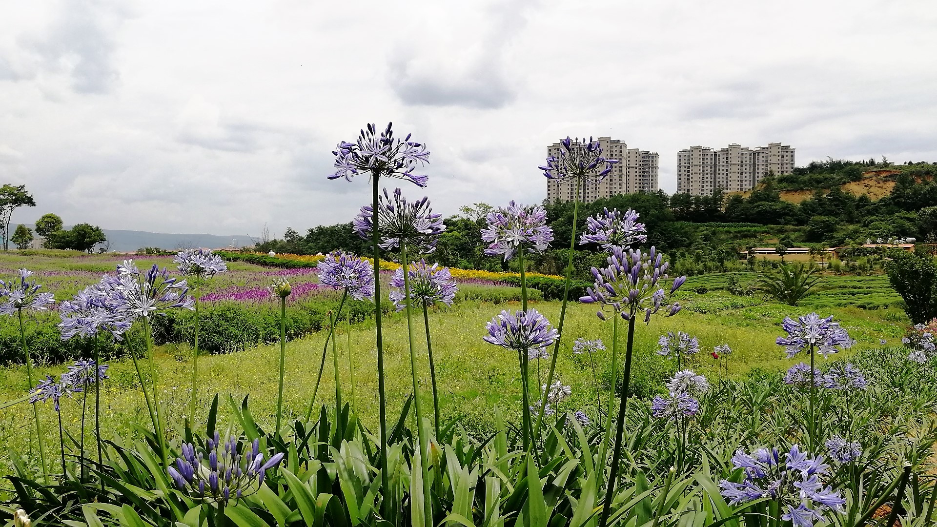 看花海，泡温泉，吃美食，周末就来这里！