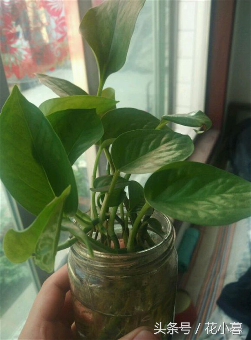 水培绿萝怎么养才能长得茂盛,水培绿萝怎样养才能长得茂盛