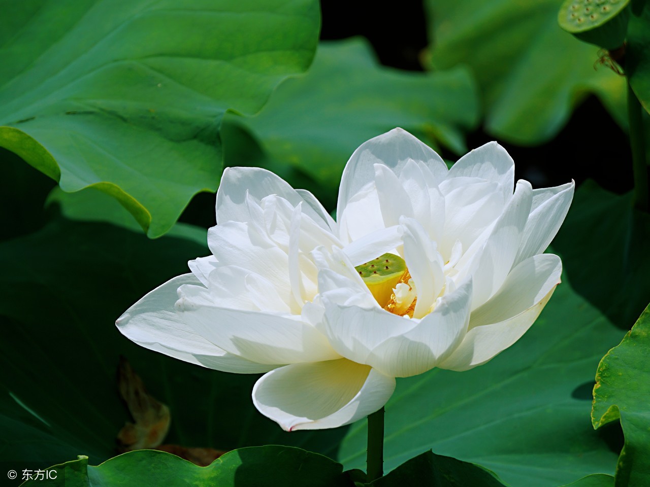 99个珍贵秘方,99种养生秘诀