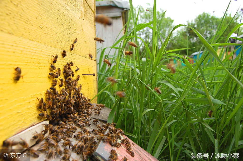 蜜蜂伤热伤冷,蜜蜂中暑会死吗