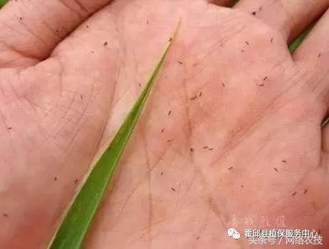 水稻叶梢发黄是不是病,水稻叶片发黄用什么药