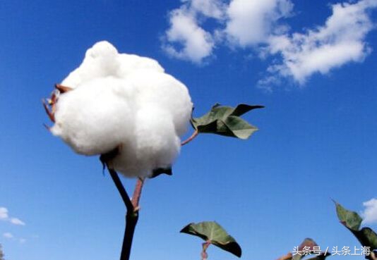 上海市的花是什么,上海市花的由来