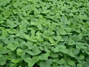 种土地吉祥话顺口溜教程,种好地需要什么知识