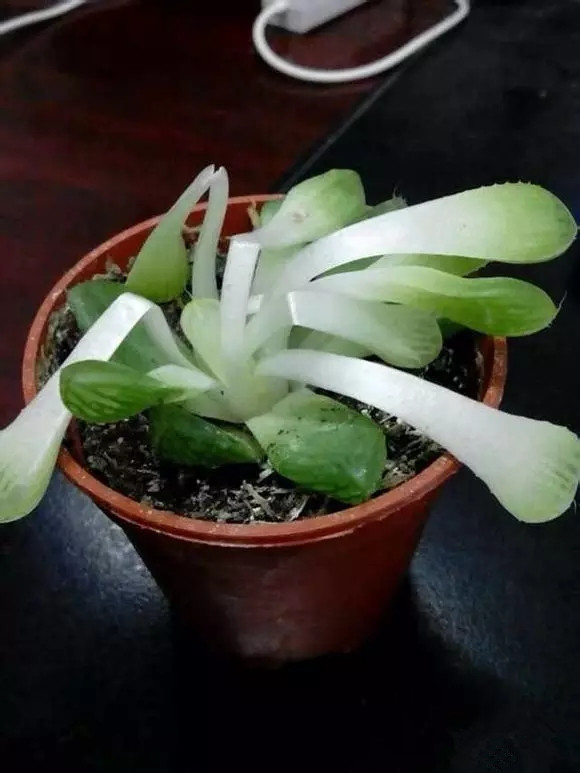 八卦掌多肉怎么浇水,八卦掌内功养生法