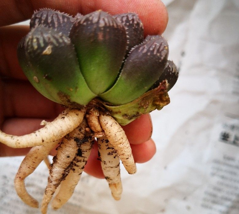 玉露烂根的养殖方法,玉露烂根能用水培吗怎么养好