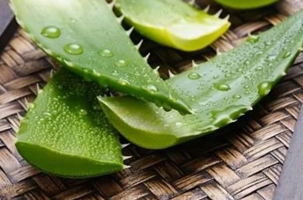 芦荟胶能祛痘吗知乎,药用芦荟胶可以祛痘吗