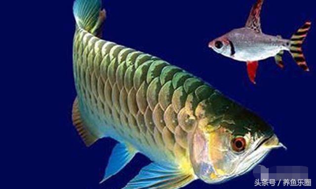 晒条丑过背，绝食自己把胡须吃了一条，手欠直接剪掉更丑了！