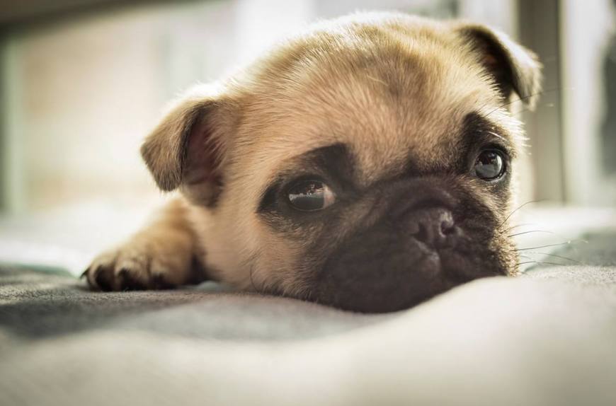 狗界中的5种小短腿狗狗,小短腿的狗都是什么狗