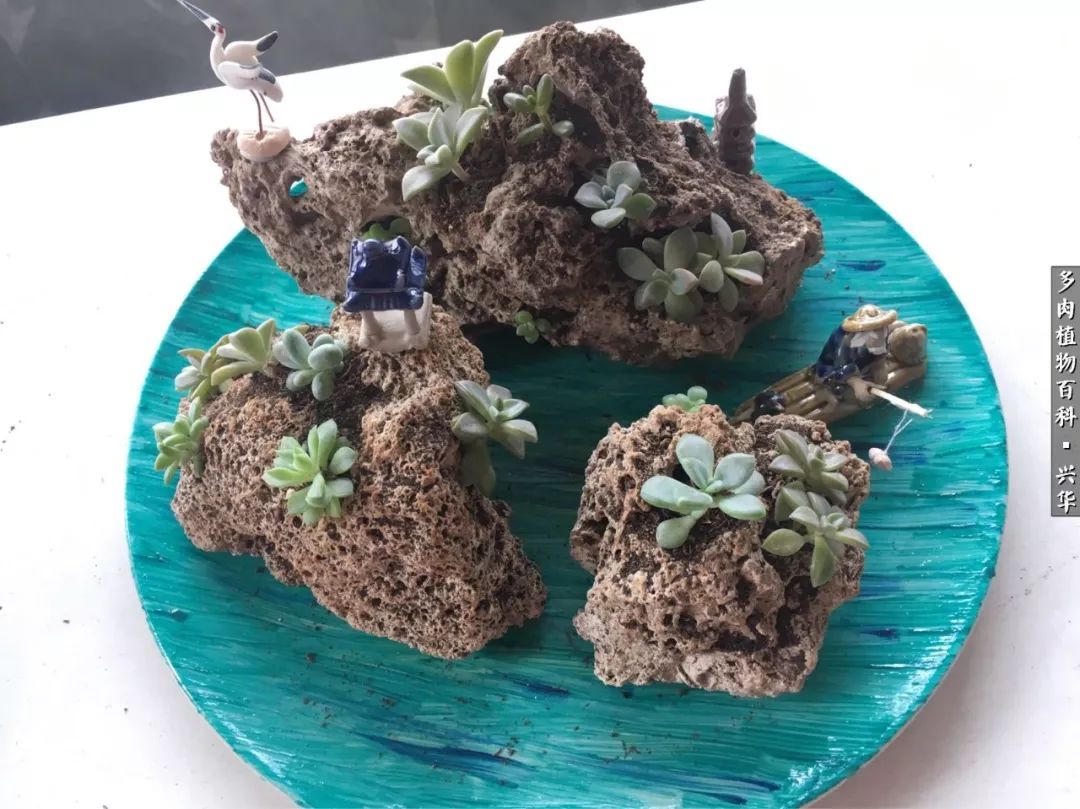 上水石假山造景庭院,上水石假山养的植物