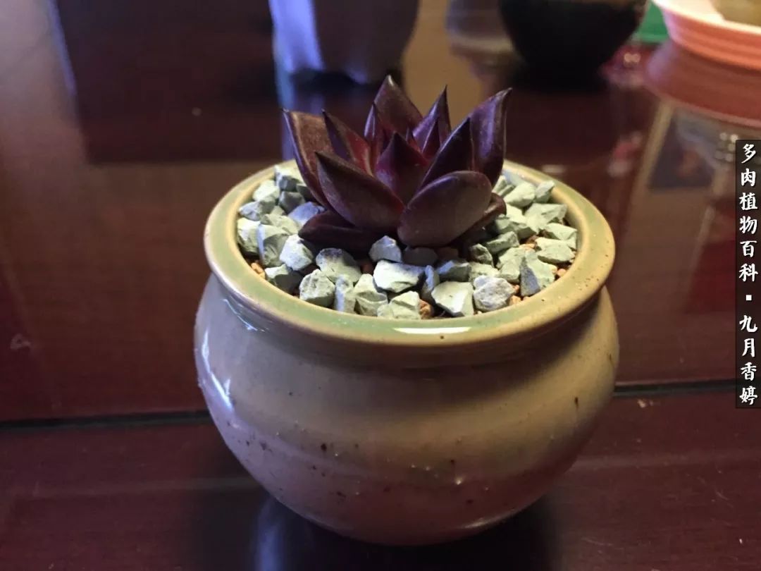 新手入坑必养多肉,刚入坑的多肉怎么养