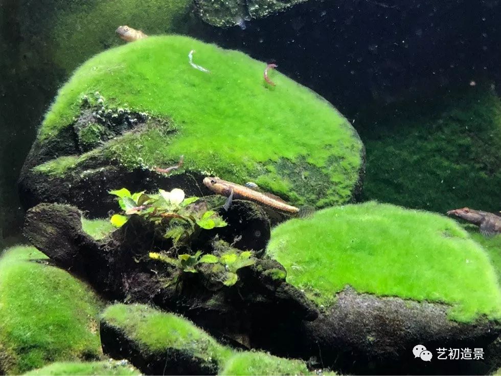 虾虎缸造景要什么过滤器,虾虎缸用什么石头造景好