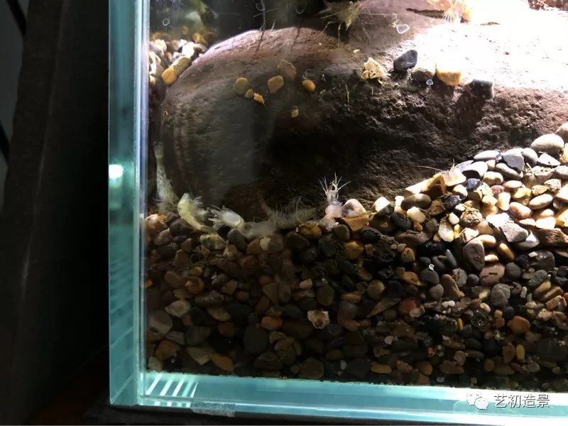 虾虎缸造景要什么过滤器,虾虎缸用什么石头造景好