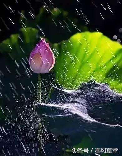 雨后复斜阳关山阵阵苍的前一句,雨后复斜阳关山阵阵苍是什么意思