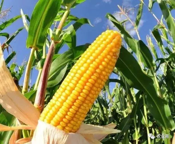 玉米打叉是怎么回事,玉米长杈子要不要给掰掉