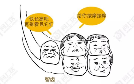 智齿为啥叫恒牙,智齿为什么叫阻生