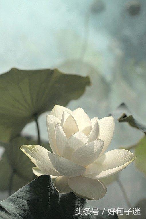 禅悟人生经典语录少说话,禅悟人生最简单的一段话