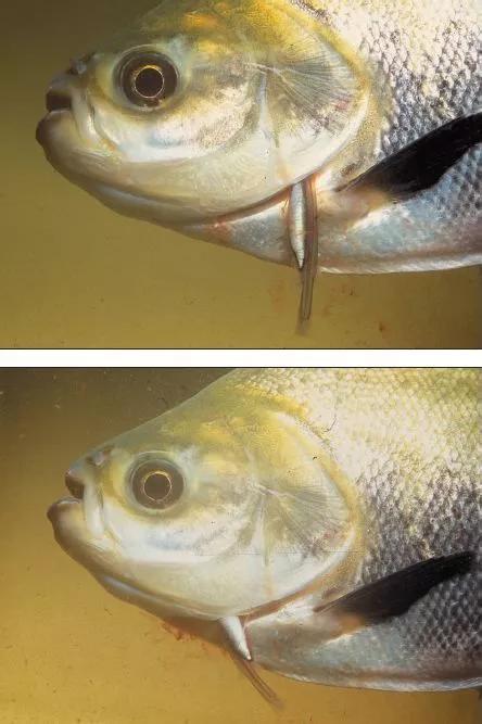 小到钻丁丁，大到吞活人，这片贝爷看了都瑟瑟发抖！