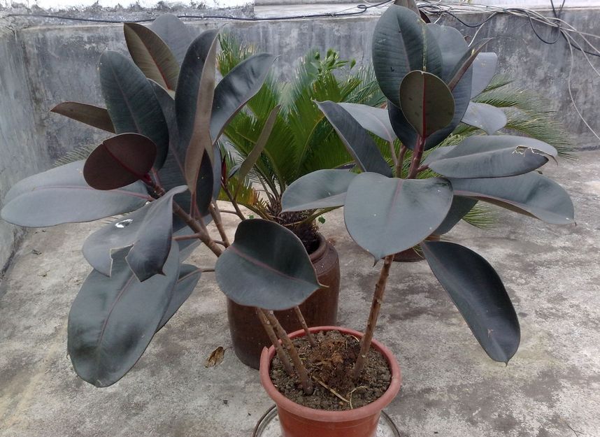 去甲醛效果最好的盆栽有哪些,除甲醛盆栽推荐一下