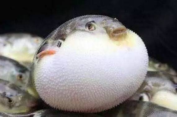 海鱼肉质鲜美，营养价值也高的10种鱼，你吃过几种？