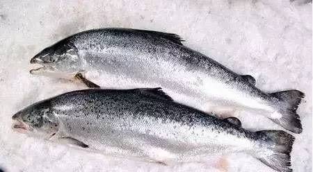 海鱼肉质鲜美，营养价值也高的10种鱼，你吃过几种？