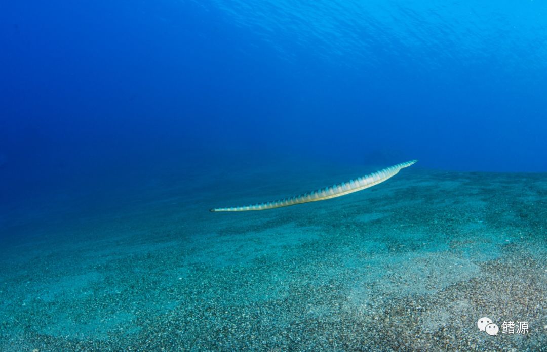 FIFISH全球极境实拍之旅｜走近印尼野性海蛇岛