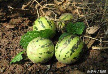 不起眼的小玩意儿,普普通通的小东西