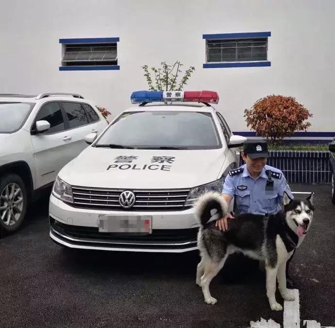 哈士奇被带到警局,哈士奇被猫教训回家后被主人教育