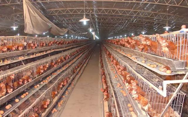 夏天怎么预防鸡中暑,鸡中暑的正确做法