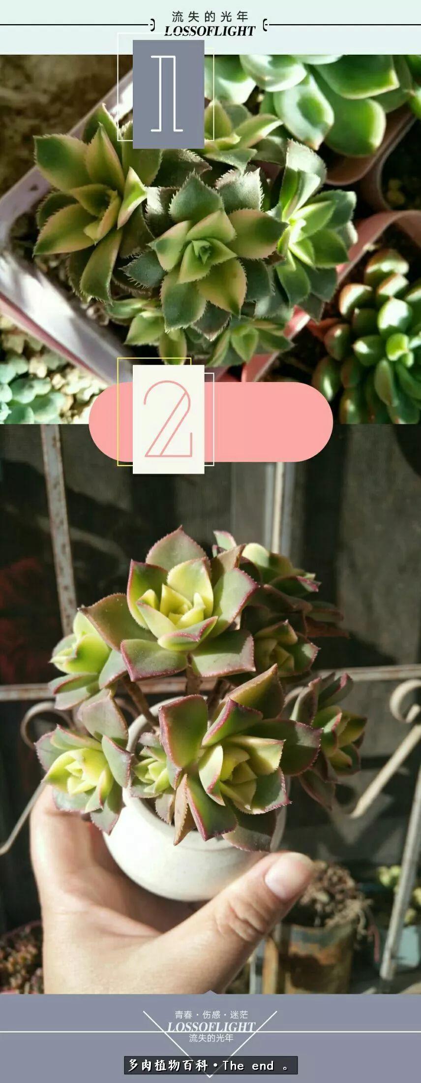 宝宝养多肉,养多肉宝妈