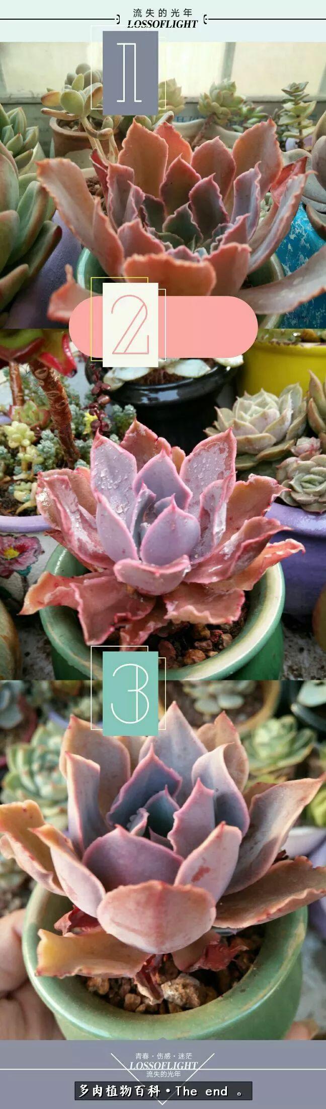 宝宝养多肉,养多肉宝妈