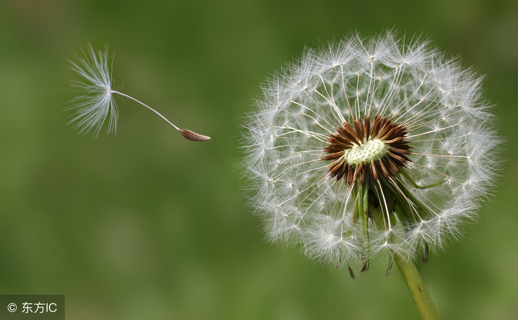 蒲公英生吃有没有药用价值,蒲公英是药食两用
