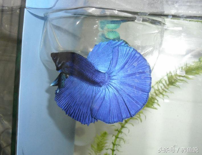 斗鱼怎么养都养不死的泰国斗鱼,泰国斗鱼为啥那么多种颜色