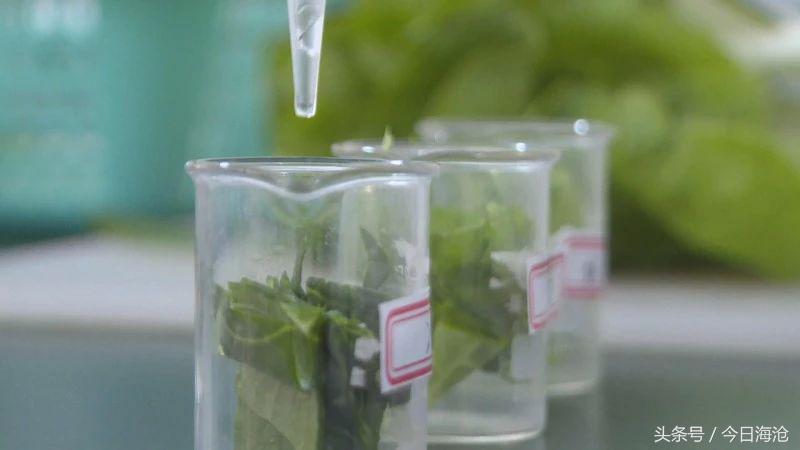 全国唯一！海沧这个地方生产的蔬菜，“洗澡”以后就能直接下锅