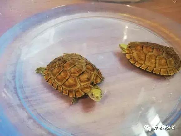 遇见胆小的龟怎么办,遇到胆小的仓鼠怎么办