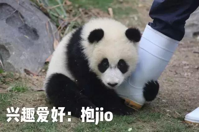 川航三优熊猫,四川航空认养大熊猫