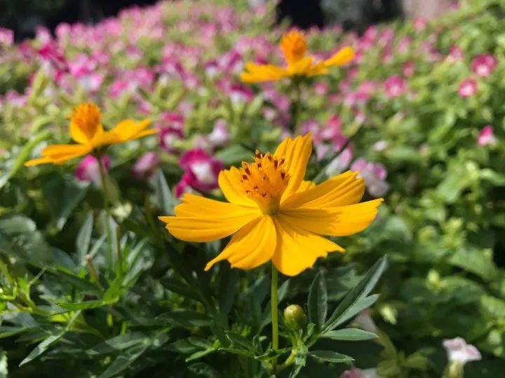 胡小闹语录,胡小闹好句