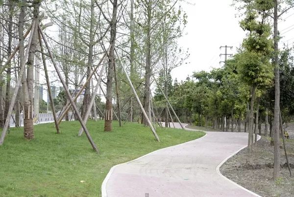 「翡翠之城」好消息！光华大道绿道投入使用，一路骑行到金马河喽！